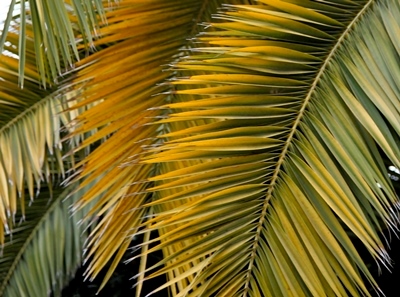 Pictures of palms for Palm Sunday 2020