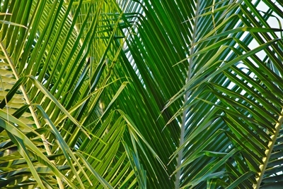 Pictures of palms for Palm Sunday 2020