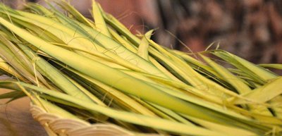 Pictures of palms for Palm Sunday 2020