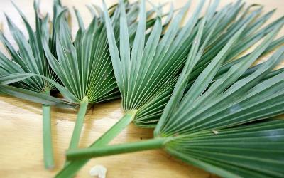 Pictures of palms for Palm Sunday 2020