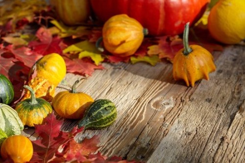 30 Thanksgiving Zoom Background: This year, be on the lookout for some great Thanksgiving zoom backgrounds and get the best Background pictures