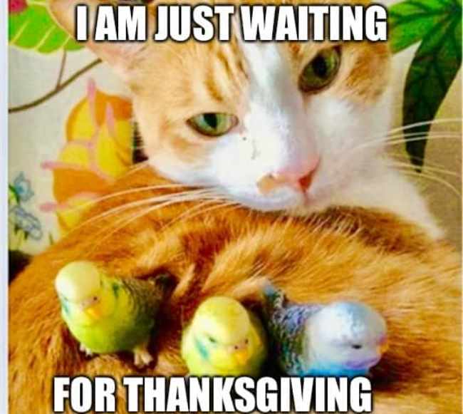 Happy Thanksgiving Day Memes Funny Animal.