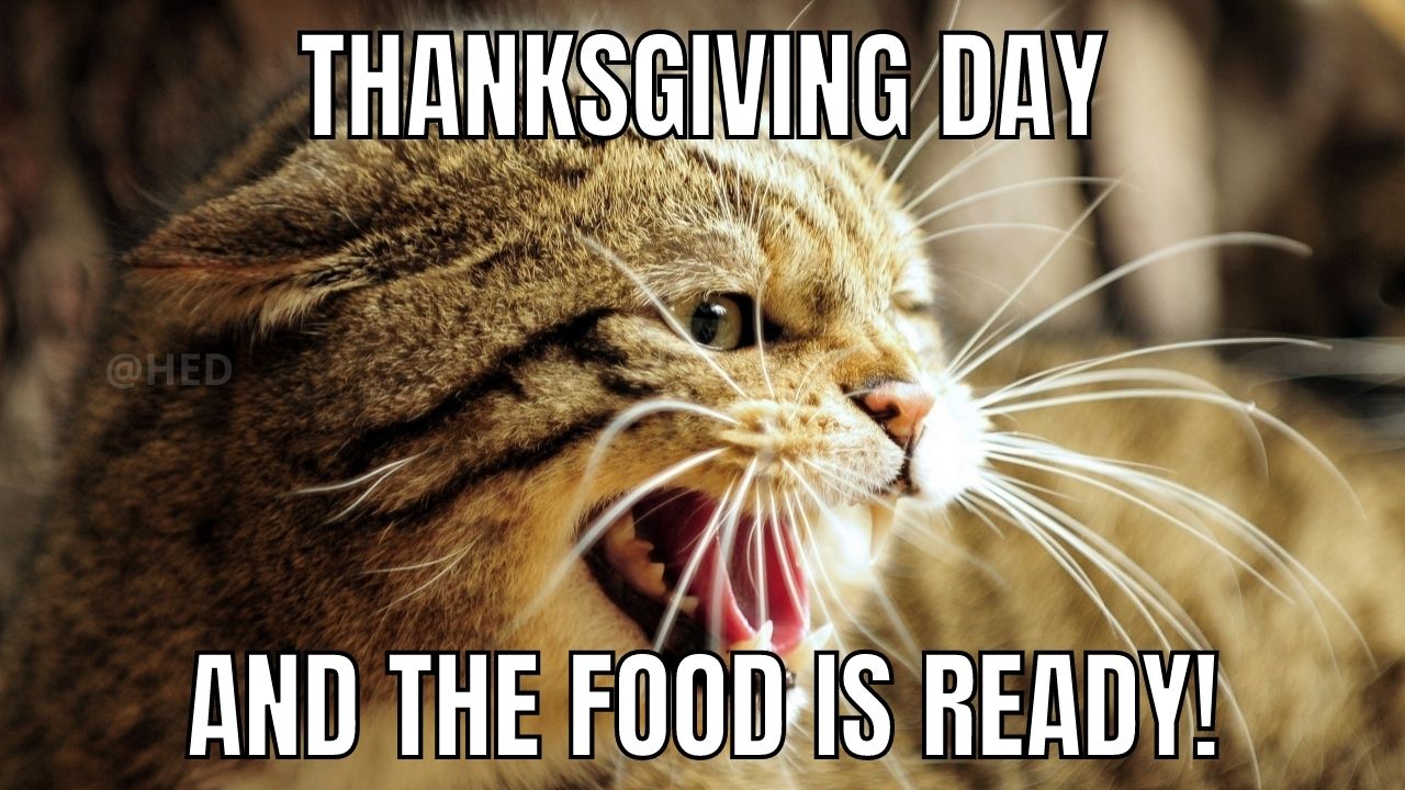 51+ Funny Thanksgiving Day Memes 2023 That Make you Laugh